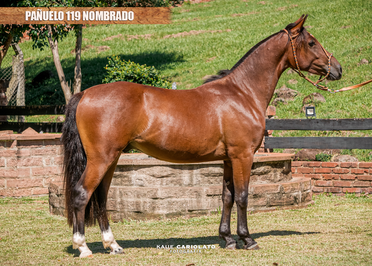 PAÑUELO 119 NOMBRADO