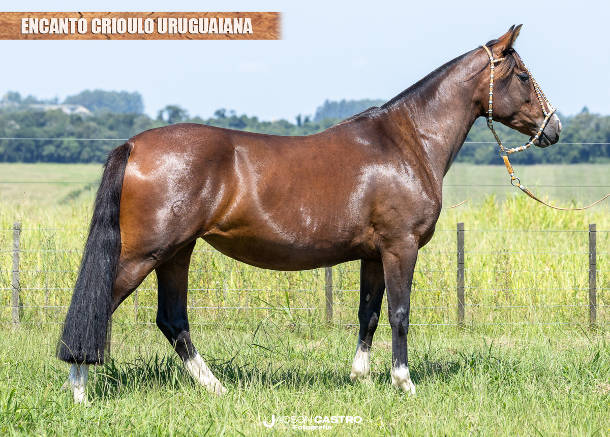 ENCANTO CRIOULO URUGUAIANA