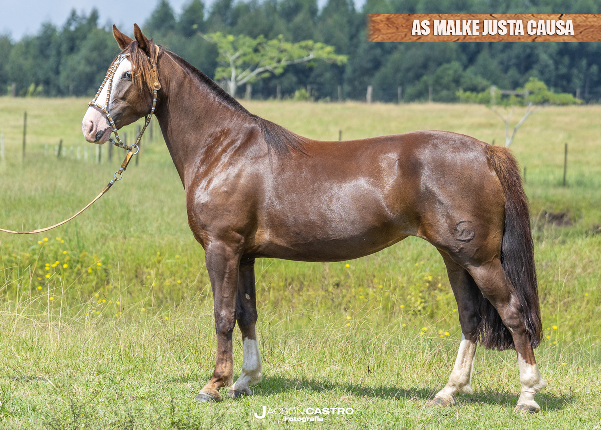 AS MALKE JUSTA CAUSA