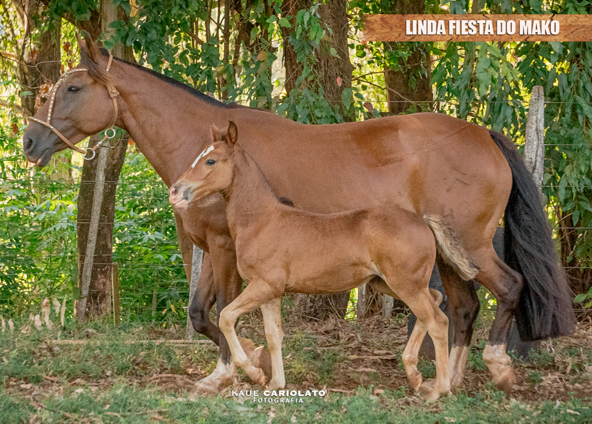 LINDA FIESTA DO MAKO