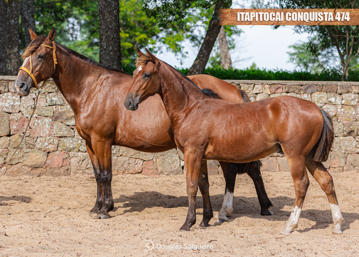 ITAPITOCAI CONQUISTA 474