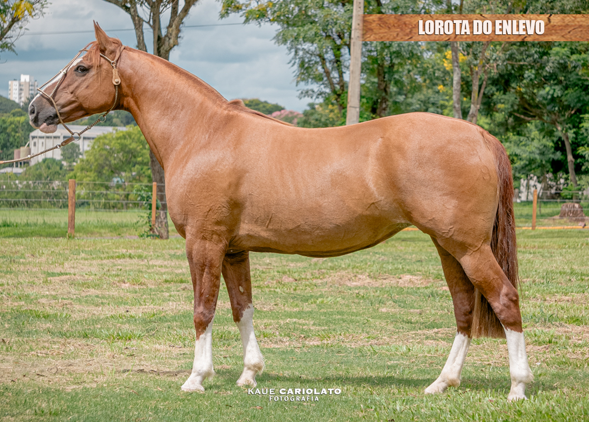 LOROTA DO ENLEVO