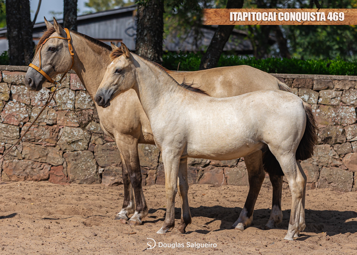 ITAPITOCAI CONQUISTA 469