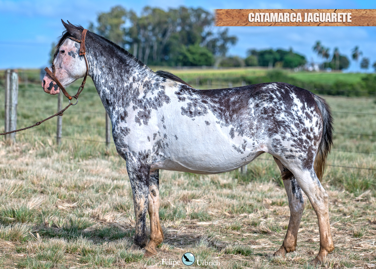 CATAMARCA JAGUARETE
