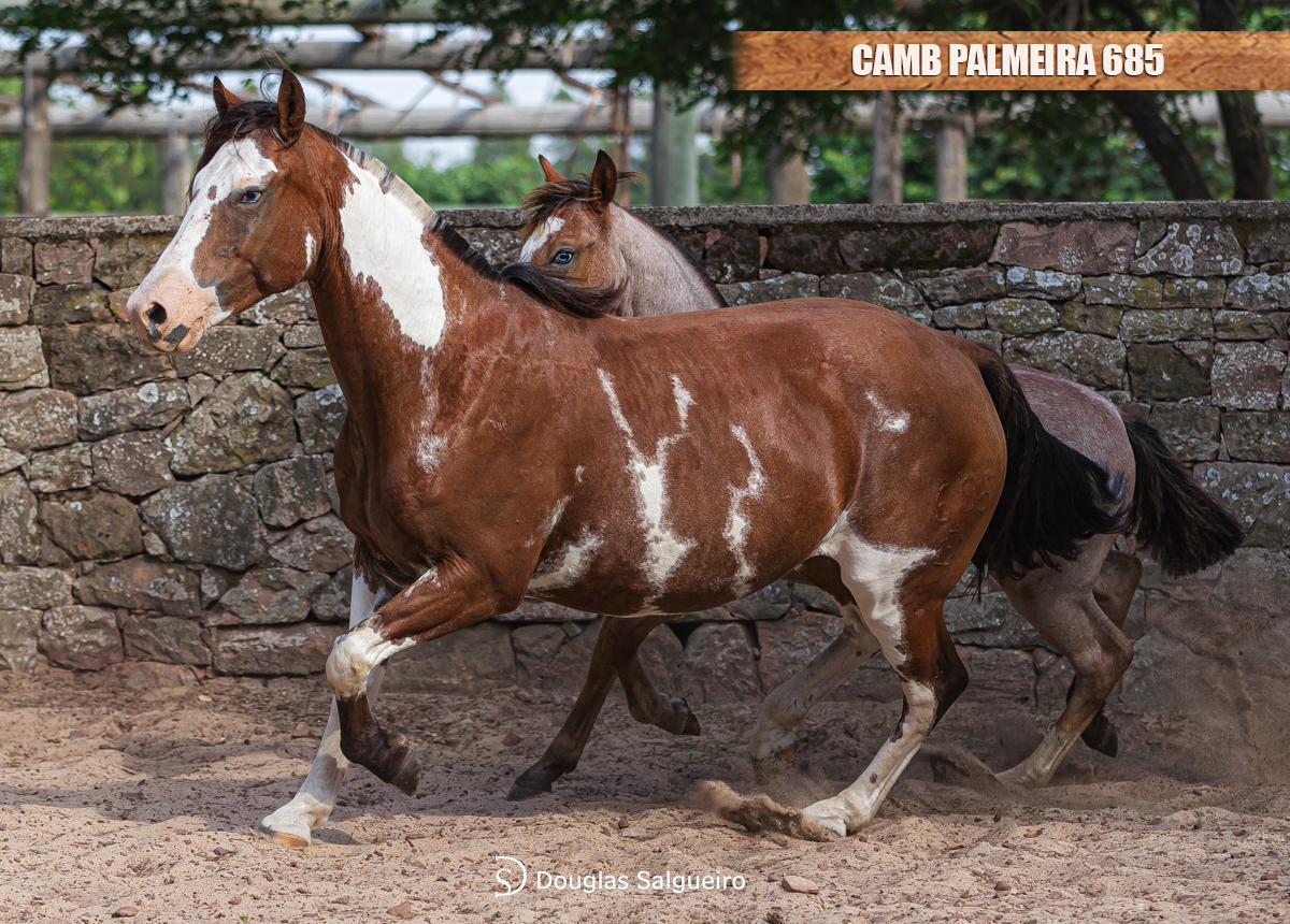 CAMB PALMEIRA 685
