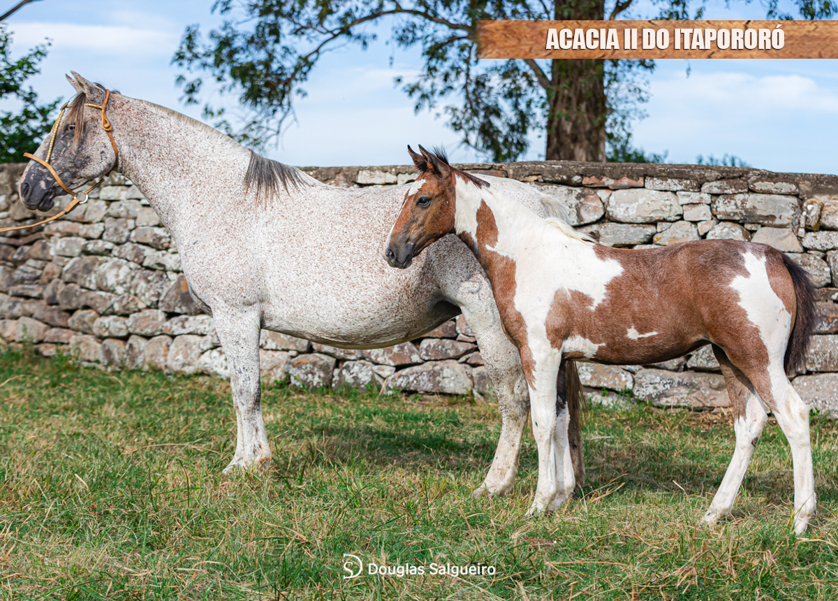 ACACIA II DO ITAPORORÓ