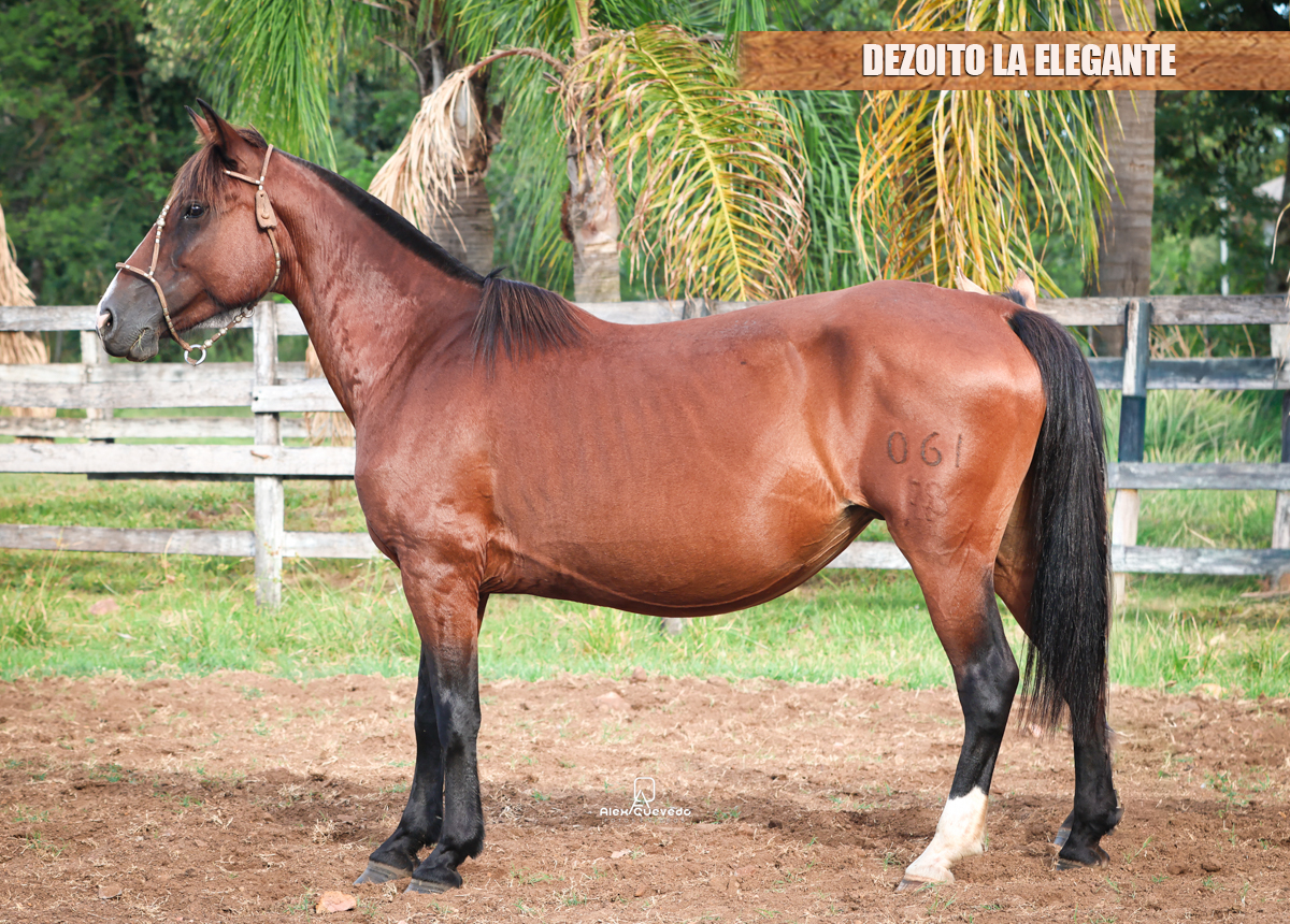 DEZOITO LA ELEGANTE