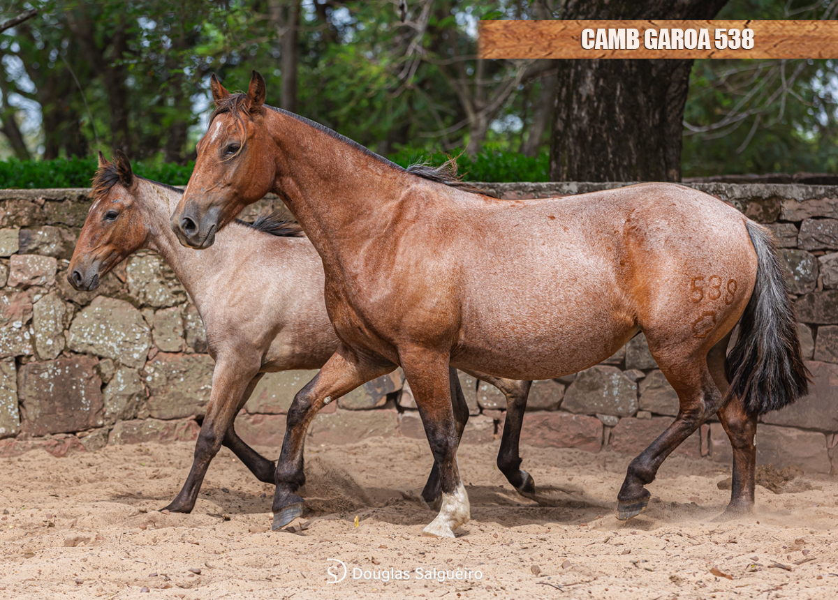 CAMB GAROA 538