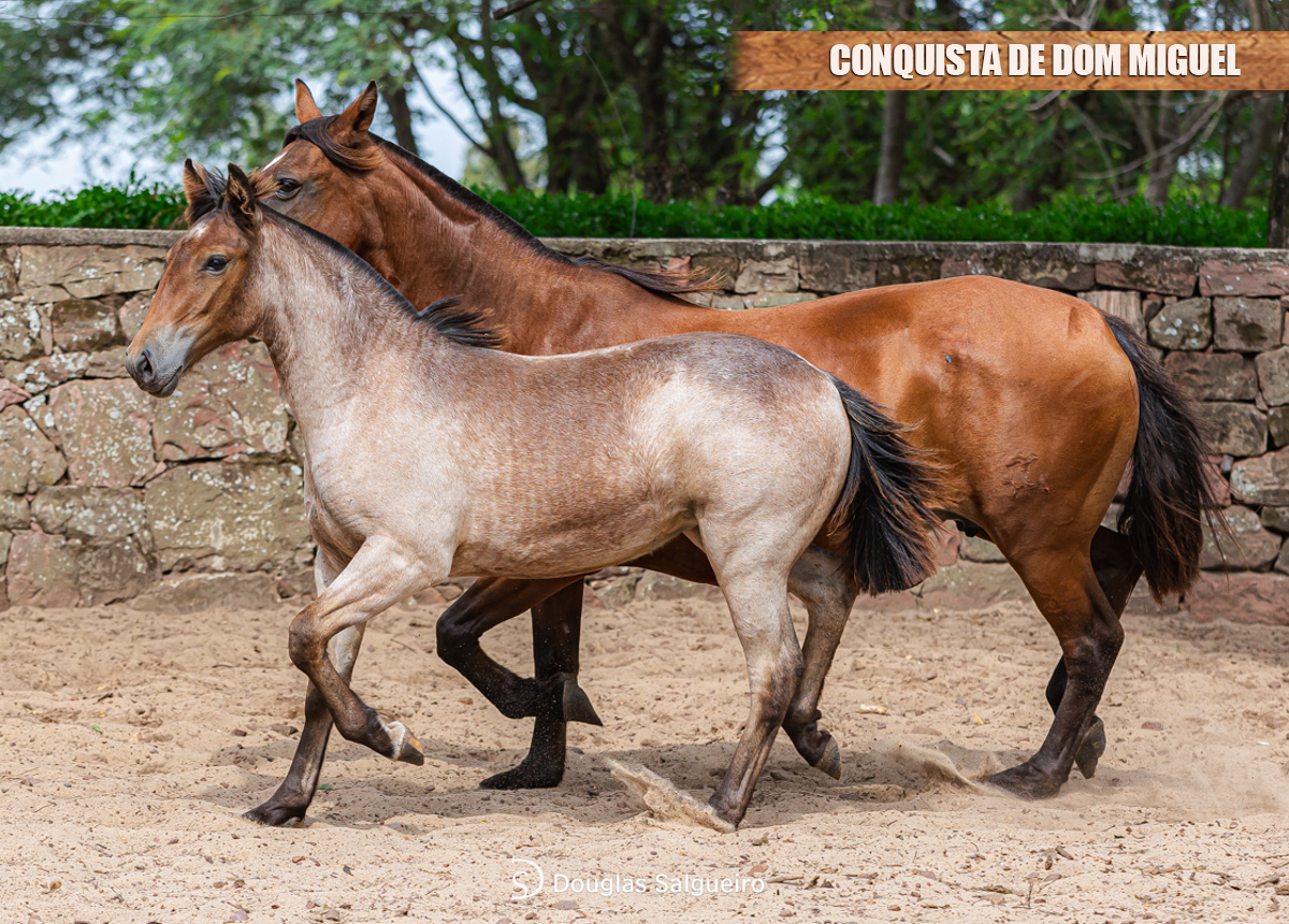 CONQUISTA DE DOM MIGUEL