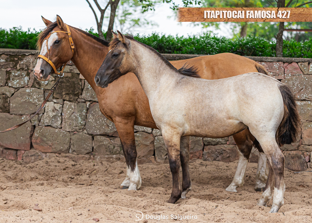 ITAPITOCAI FAMOSA 427