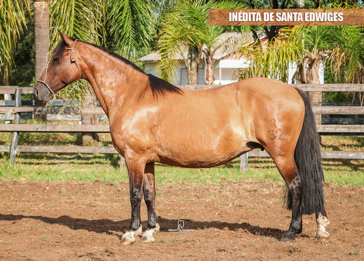 INÉDITA DE SANTA EDWIGES