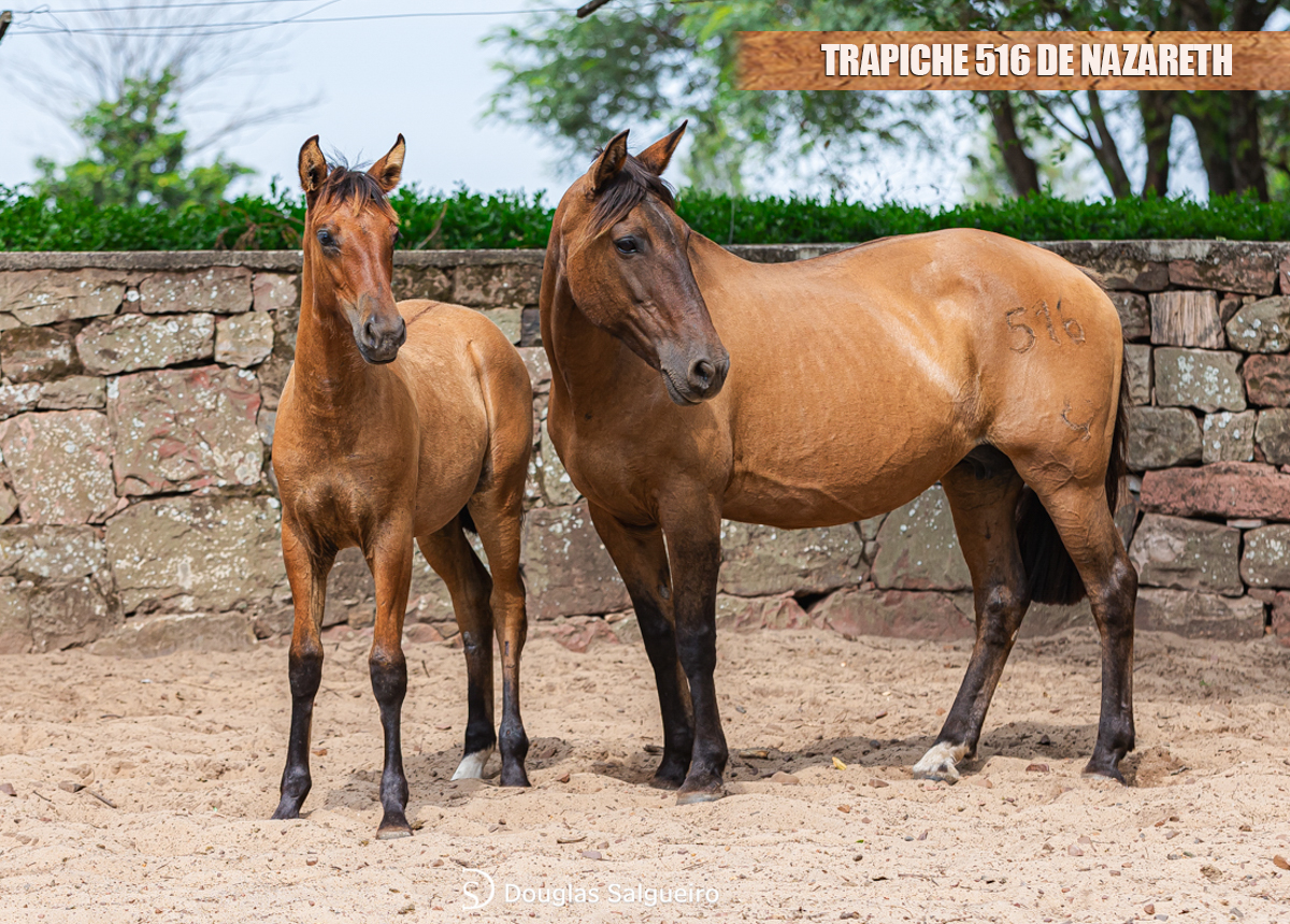 TRAPICHE 516 DE NAZARETH