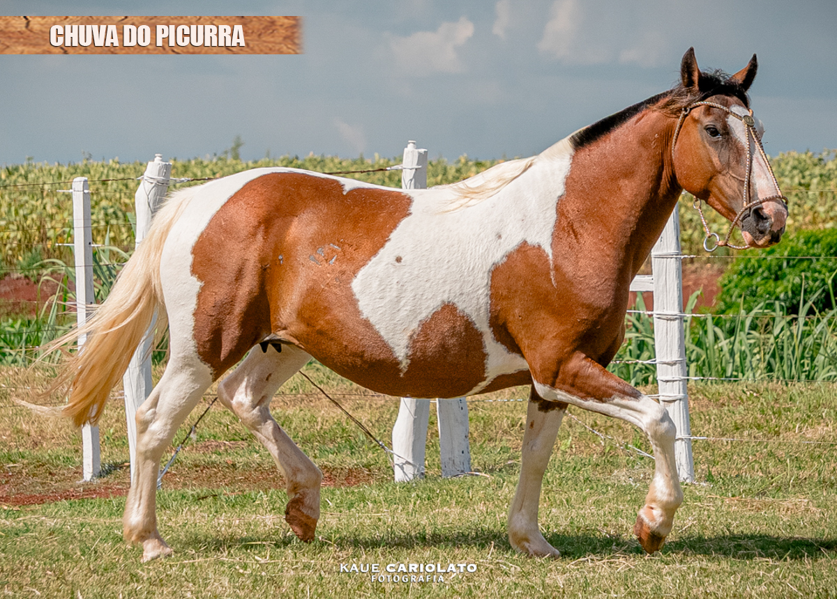 CHUVA DO PICURRA