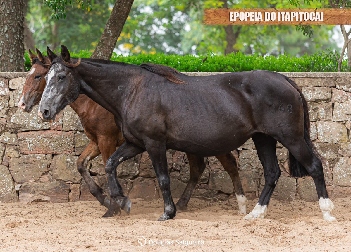 EPOPEIA DO ITAPITOCAI