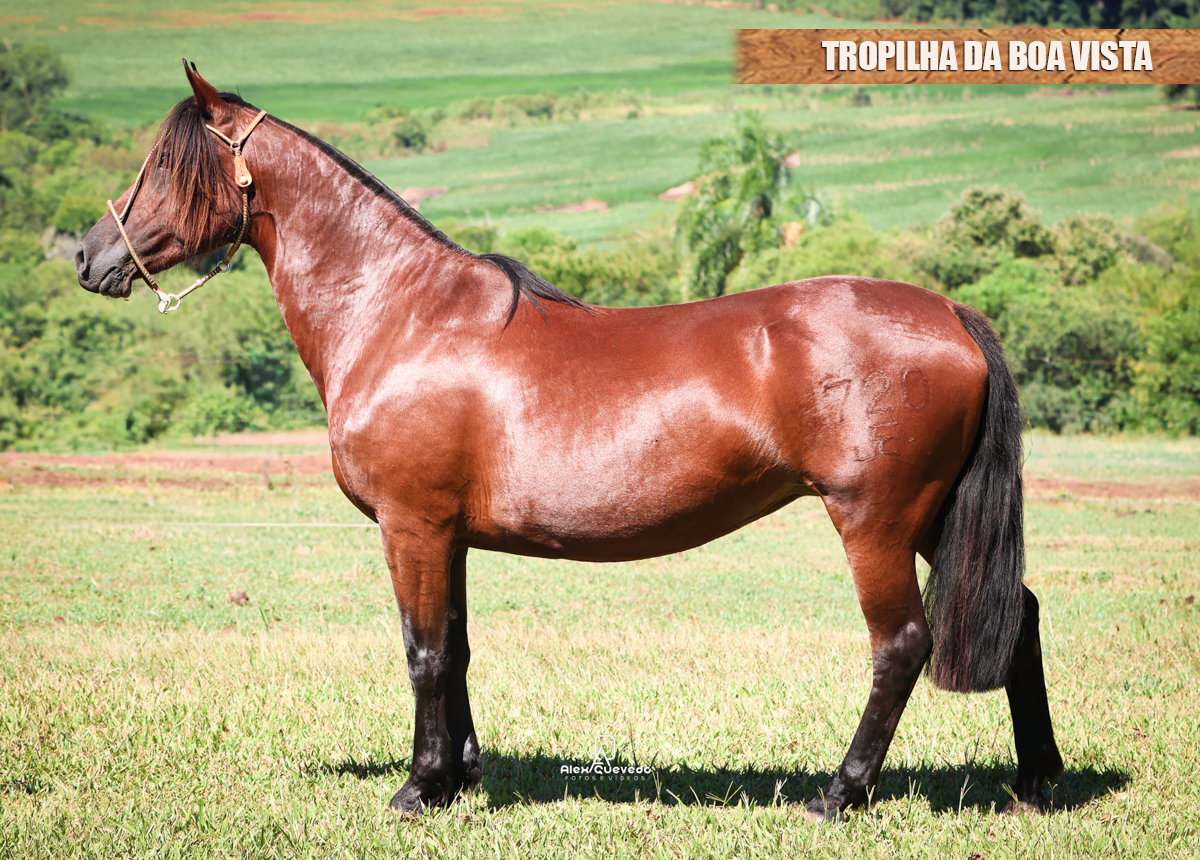 TROPILHA DA BOA VISTA