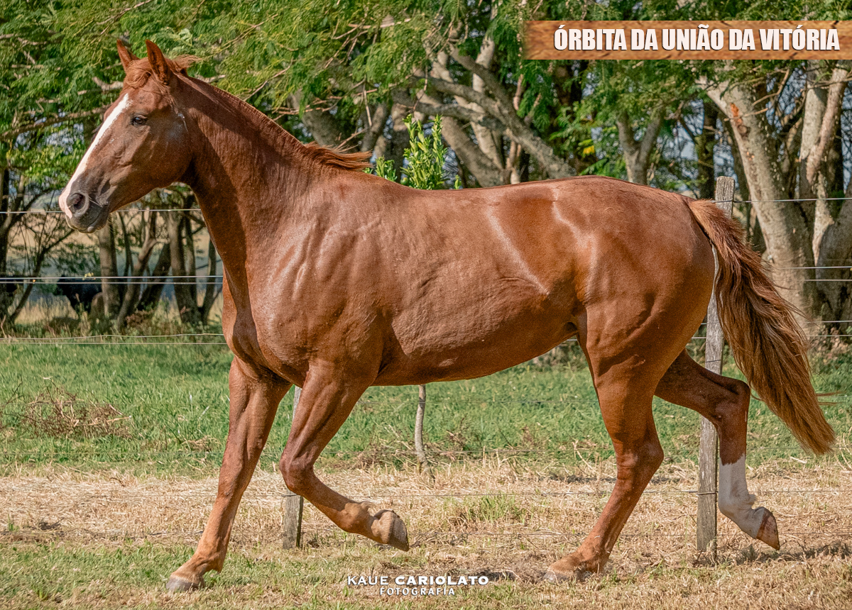 ÓRBITA DA UNIÃO DA VITÓRIA