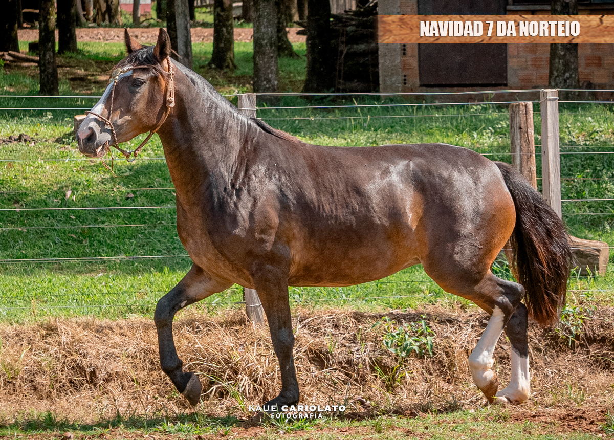 NAVIDAD 7 DA NORTEIO