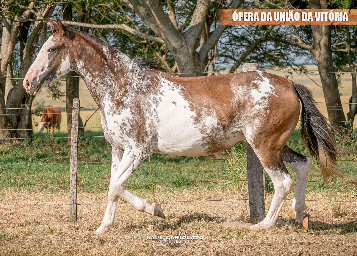 ÓPERA DA UNIÃO DA VITÓRIA