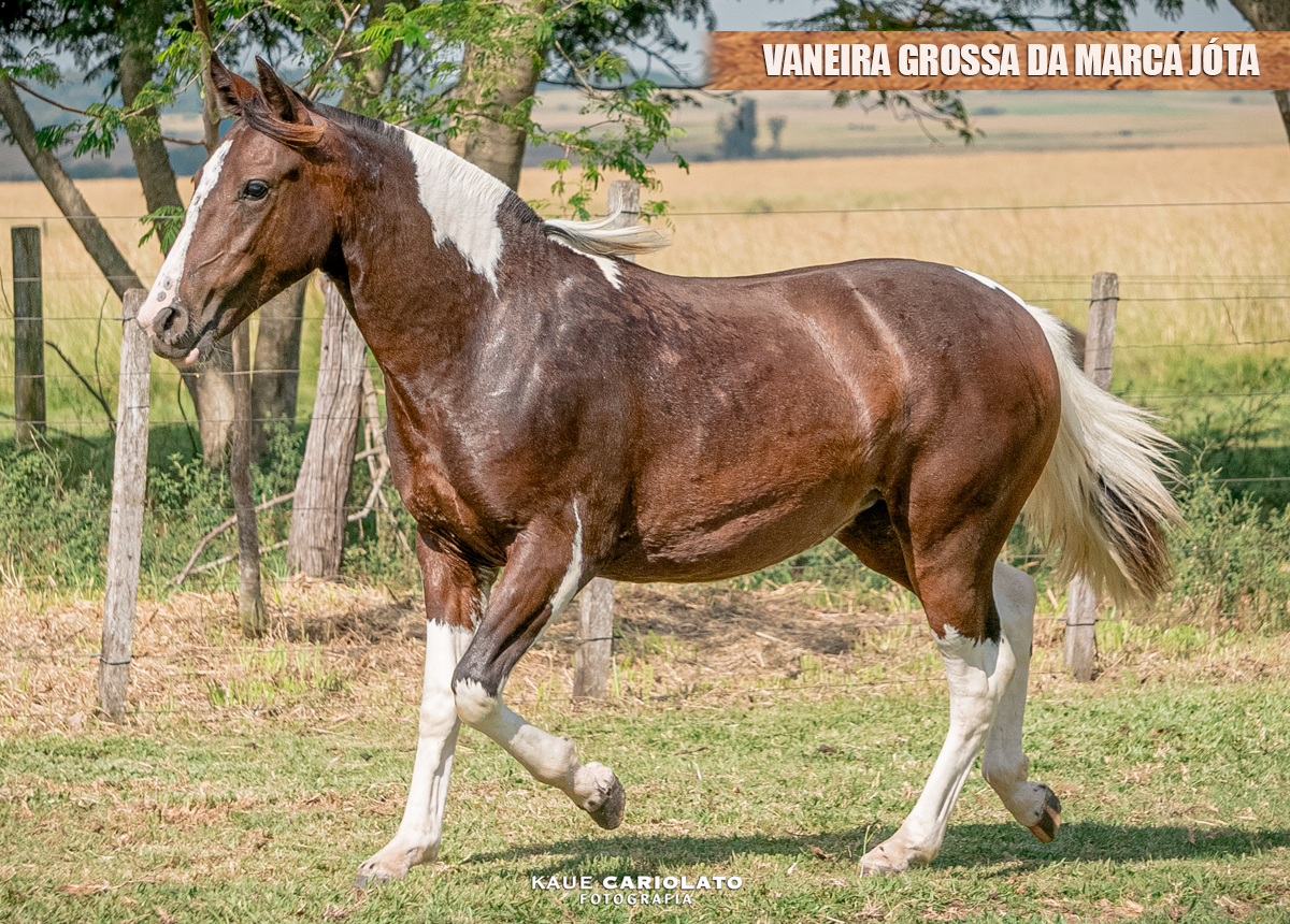 VANEIRA GROSSA DA MARCA JÓTA