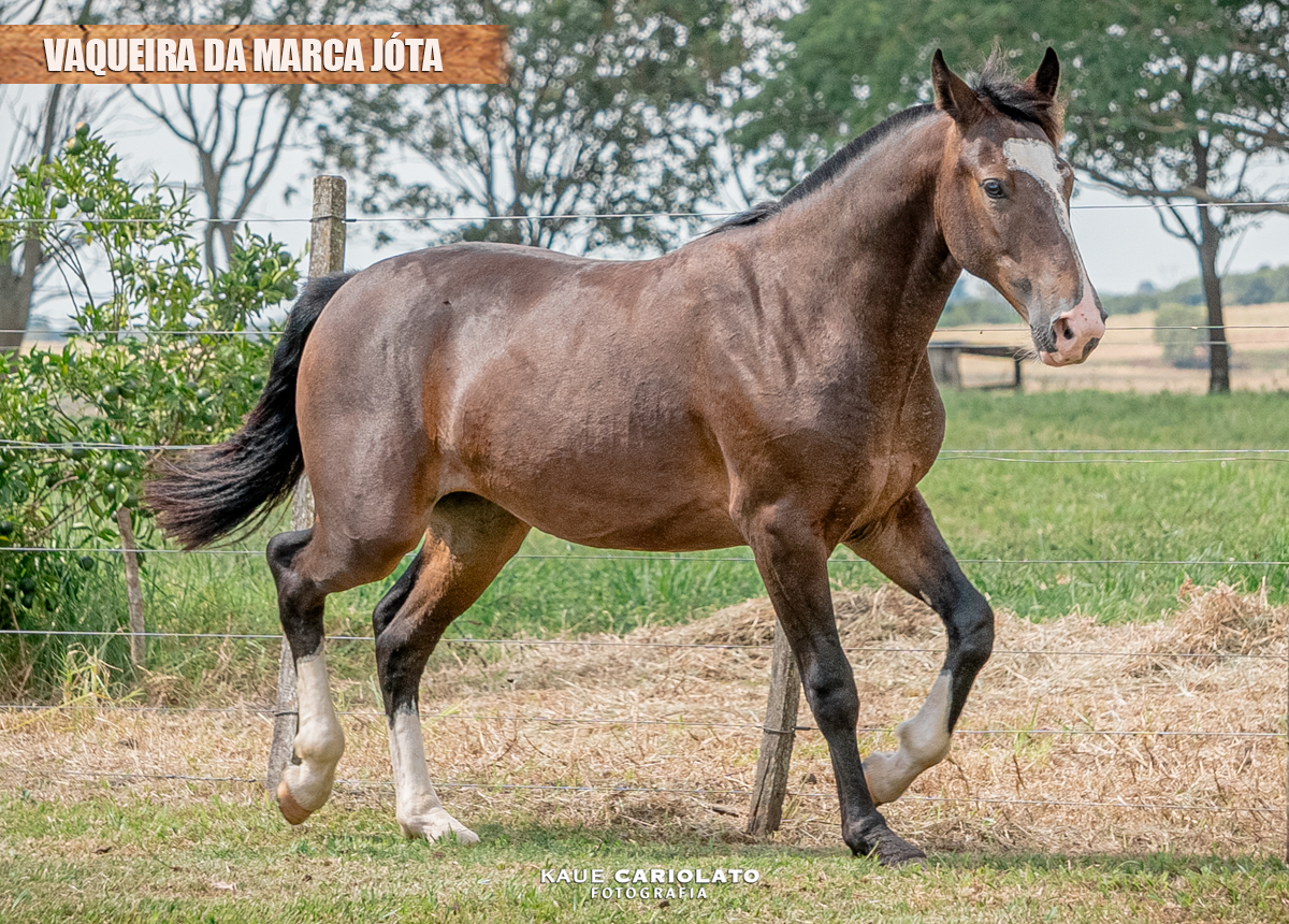 VAQUEIRA DA MARCA JÓTA