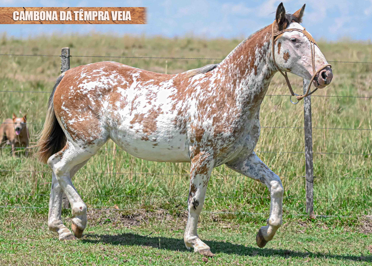 CAMBONA DA TÊMPRA VEIA