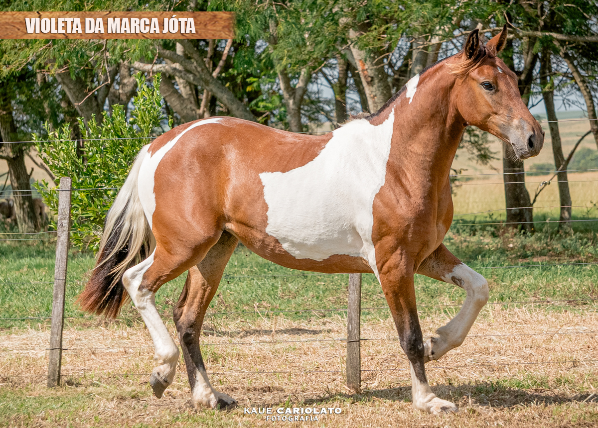 VIOLETA DA MARCA JÓTA