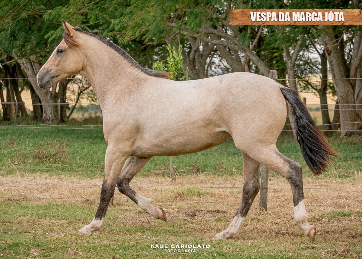 VESPA DA MARCA JÓTA