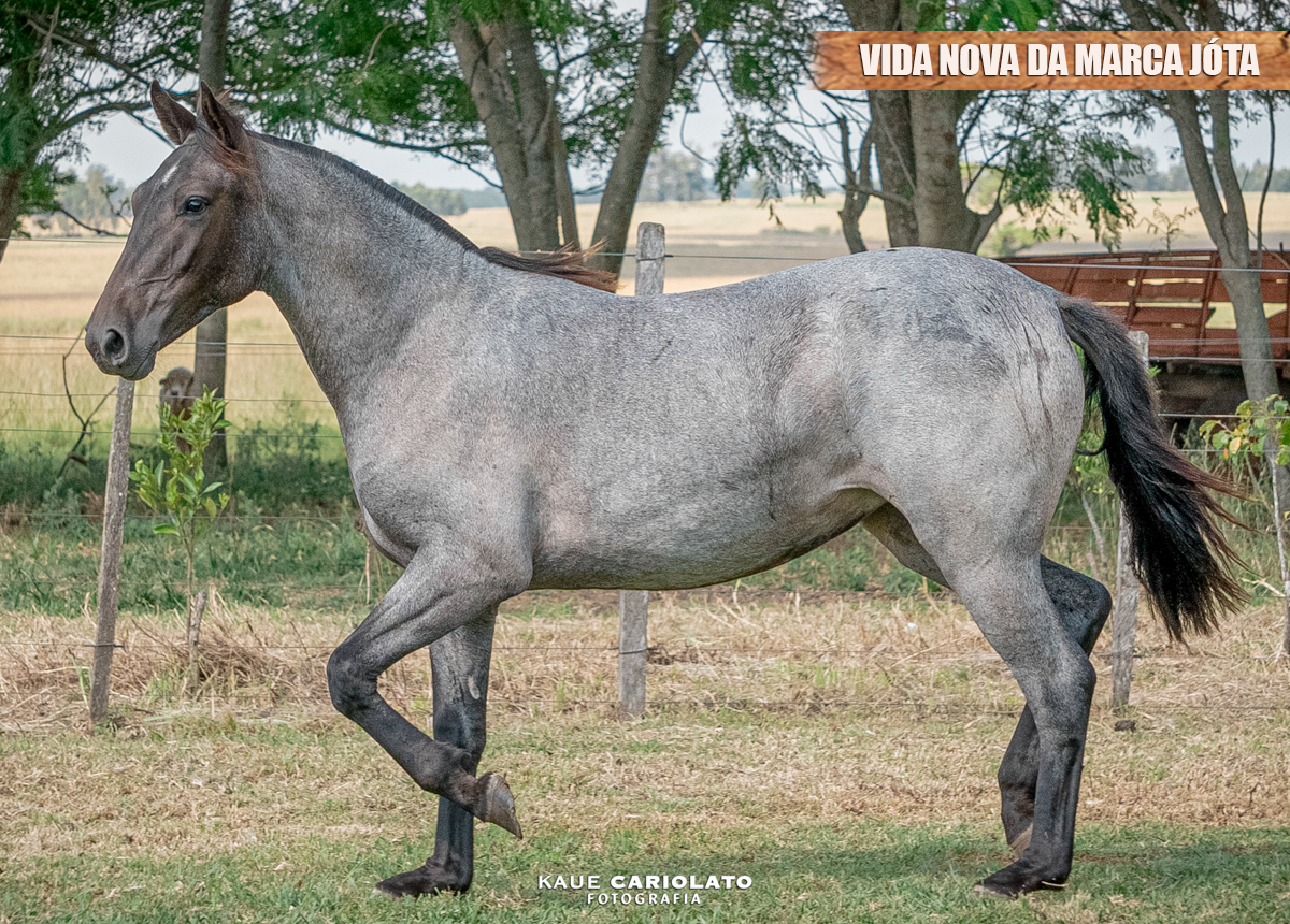 VIDA NOVA DA MARCA JÓTA