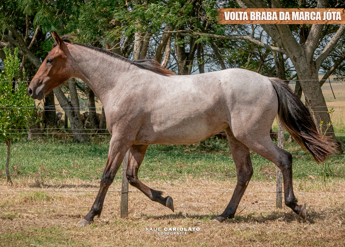 VOLTA BRABA DA MARCA JÓTA