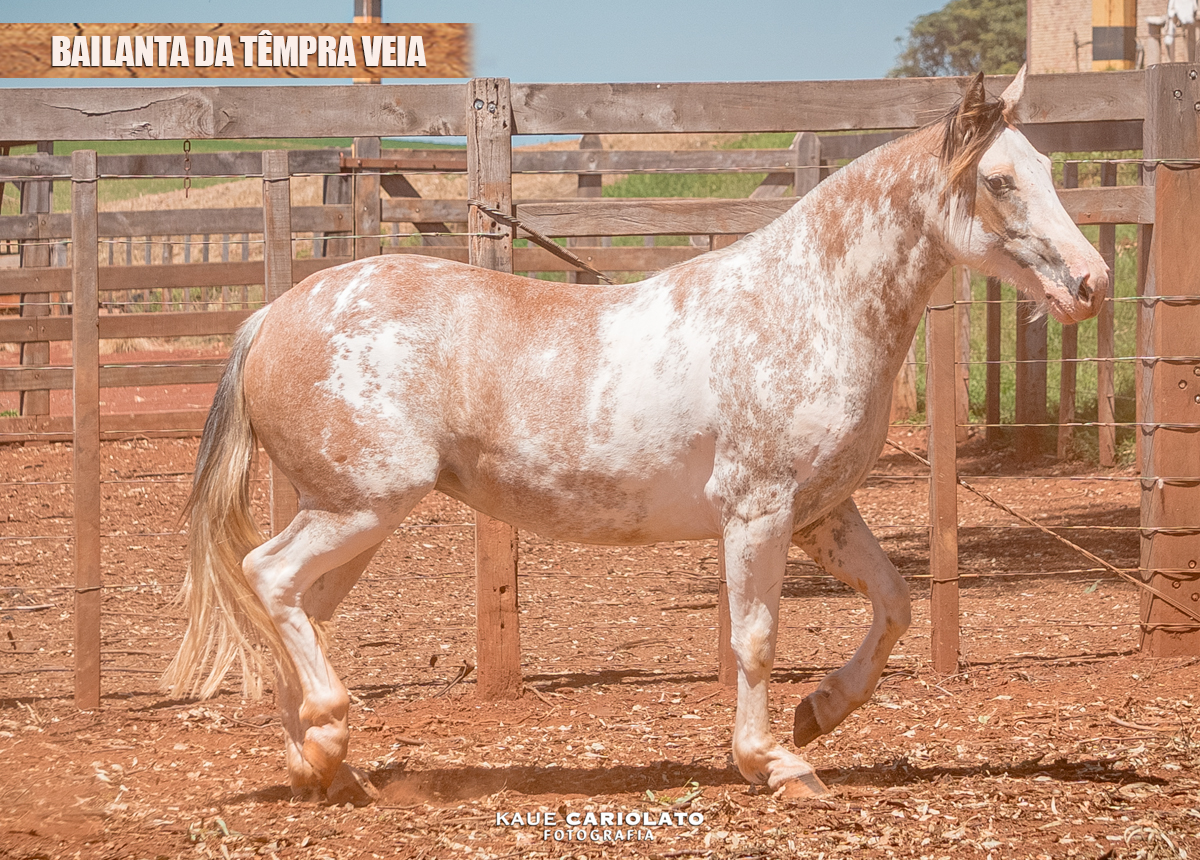 BAILANTA DA TÊMPRA VEIA