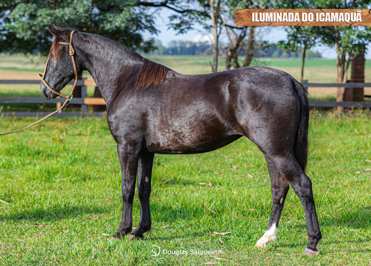 ILUMINADA DO ICAMAQUÃ