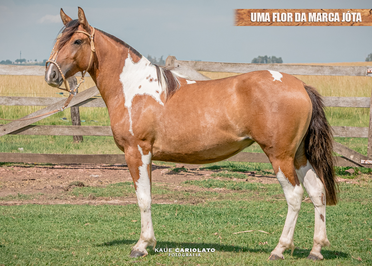 UMA FLOR DA MARCA JÓTA