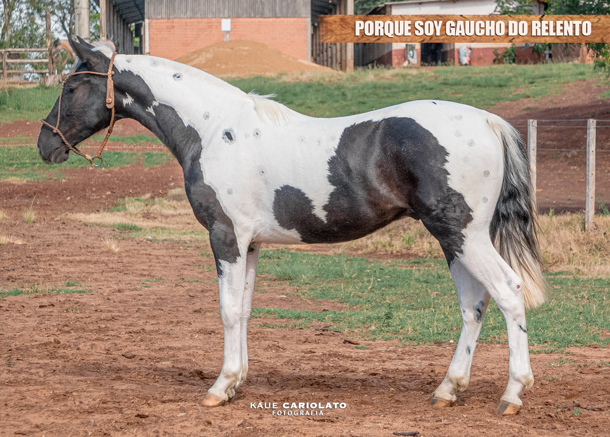 PORQUE SOY GAUCHO DO RELENTO 