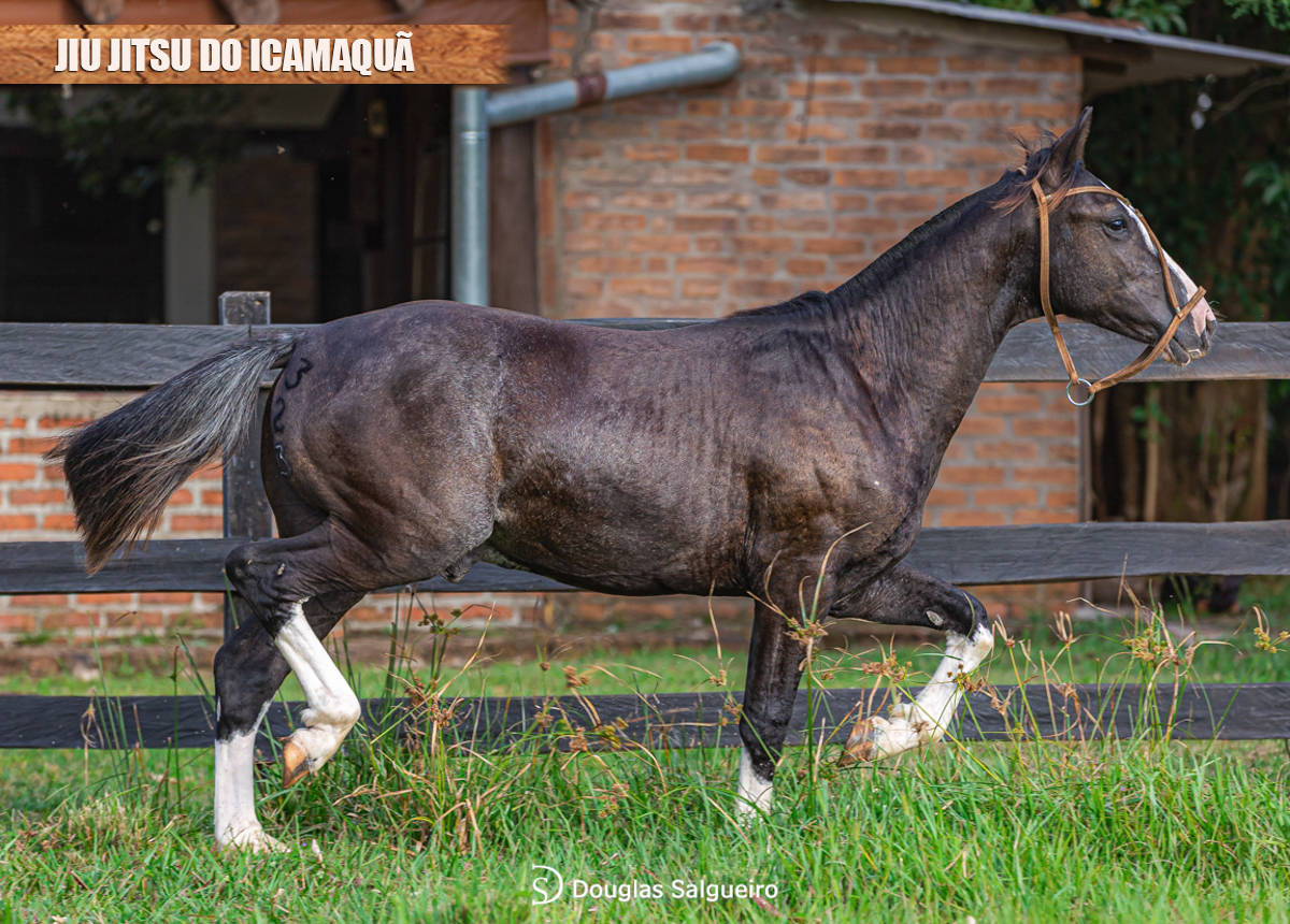 JIU JITSU DO ICAMAQUÃ