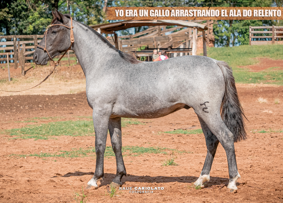 YO ERA UN GALLO ARRASTRANDO EL ALA DO RELENTO