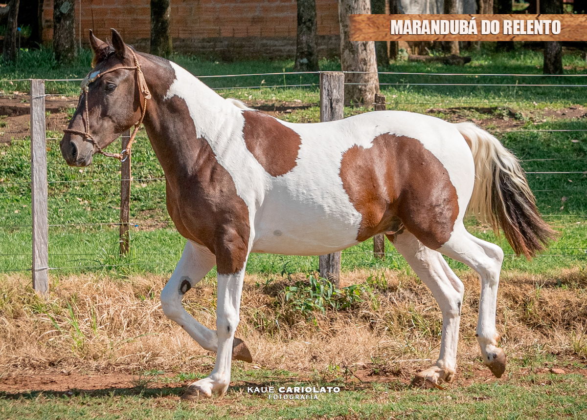 MARANDUBÁ DO RELENTO