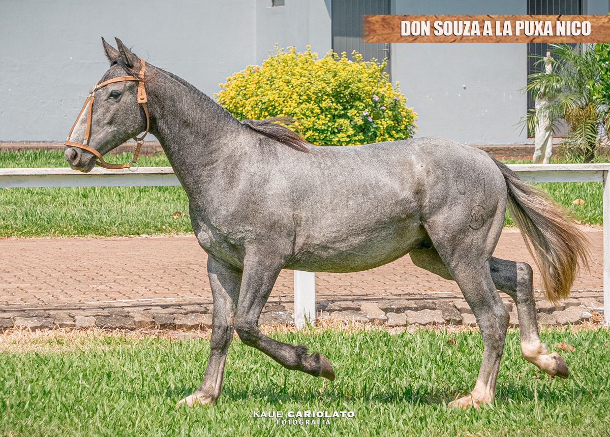 DON SOUZA A LA PUXA NICO