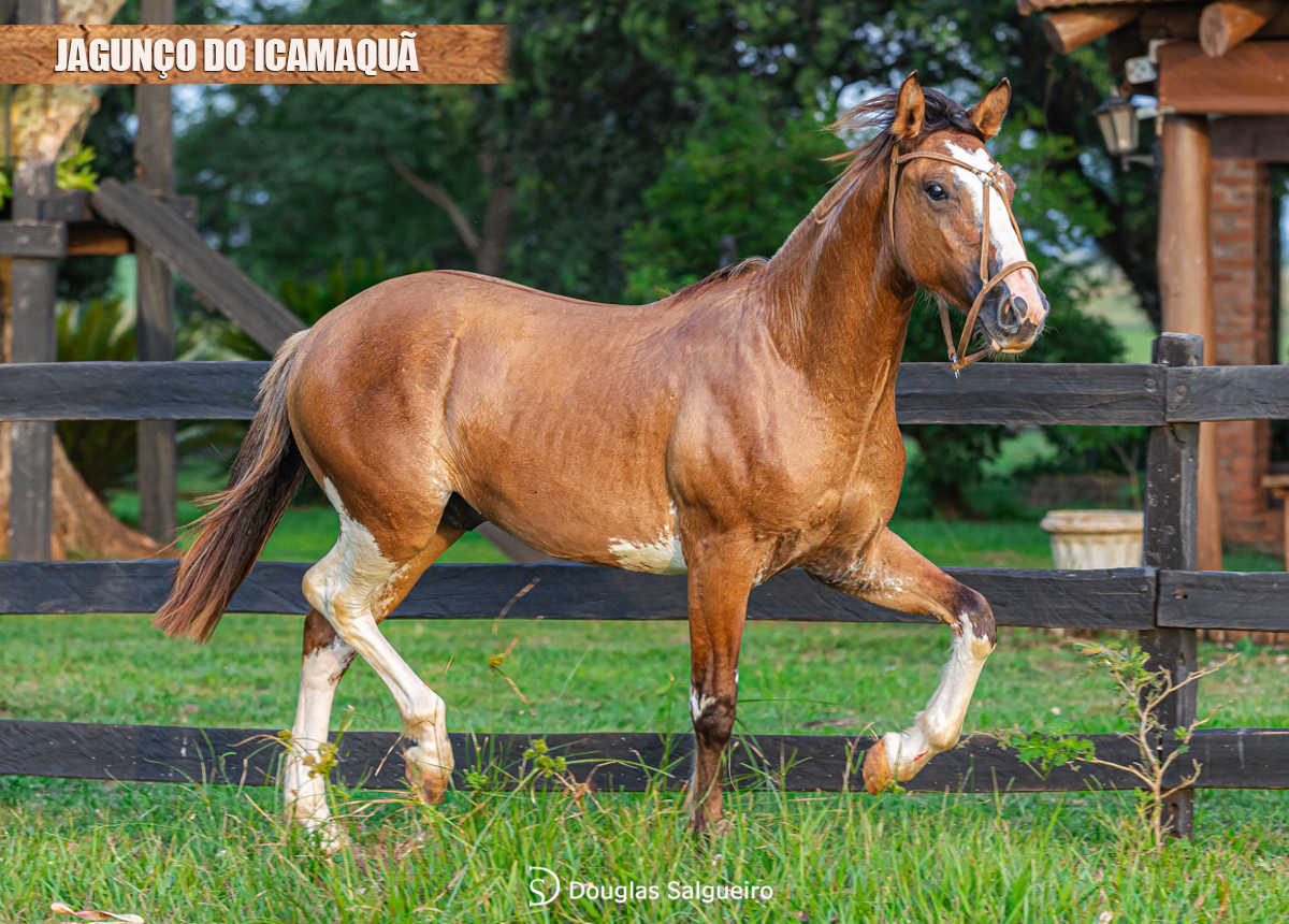 JAGUNÇO DO ICAMAQUÃ 