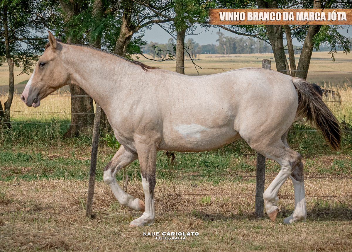 VINHO BRANCO DA MARCA JÓTA