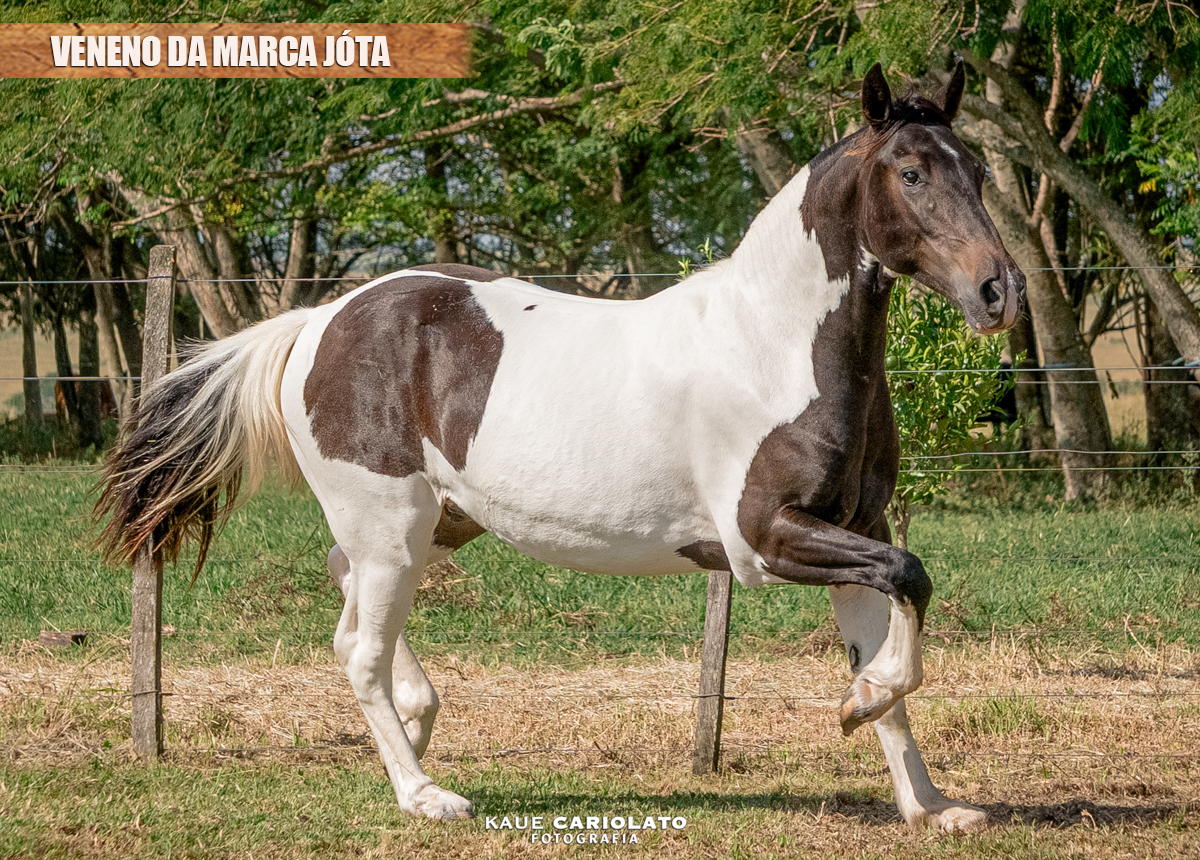 VENENO DA MARCA JÓTA