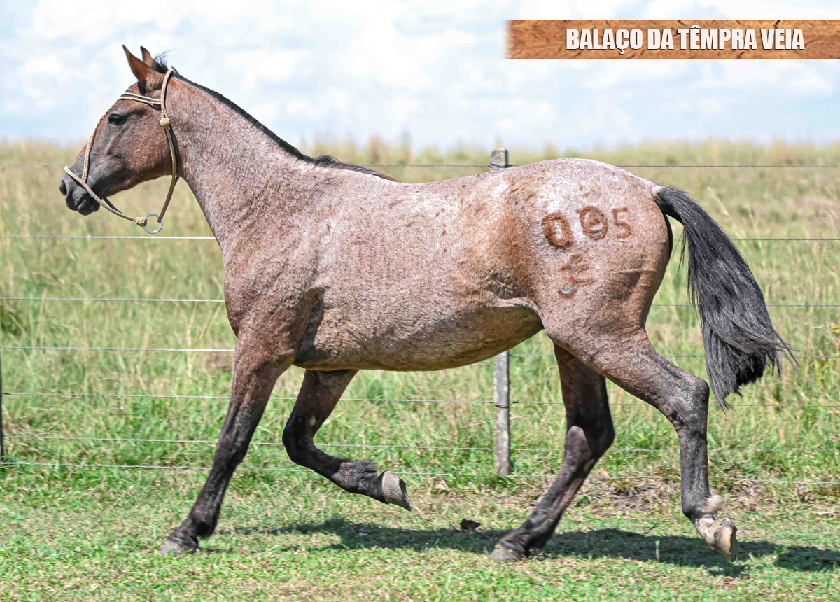 BALAÇO DA TÊMPRA VEIA