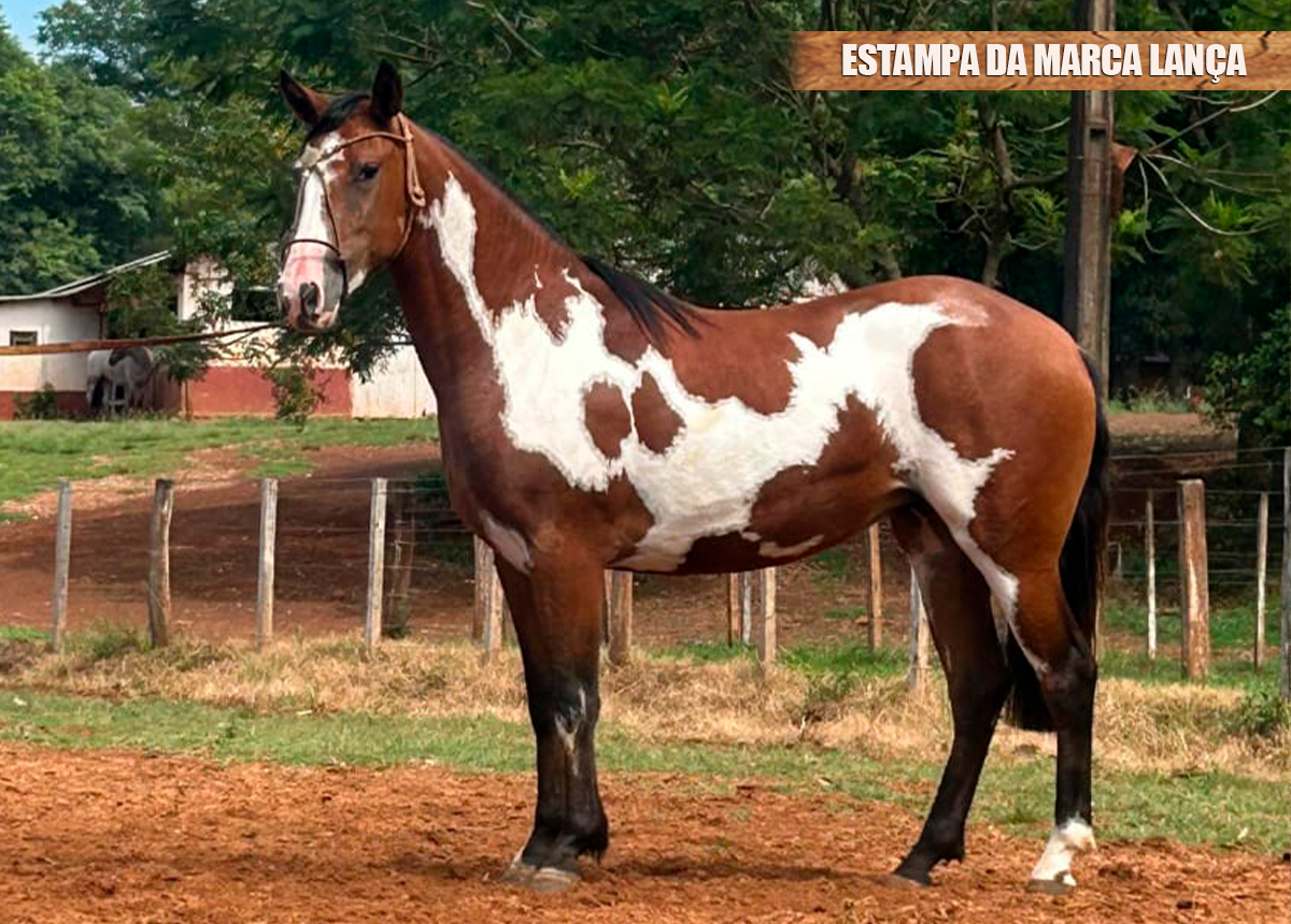 ESTAMPA DA MARCA LANÇA
