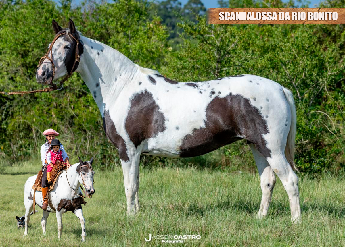 SCANDALOSSA DA RIO BONITO