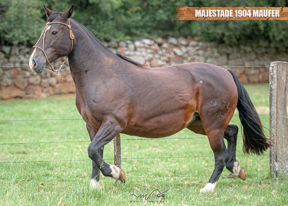 MAJESTADE 1904 MAUFER