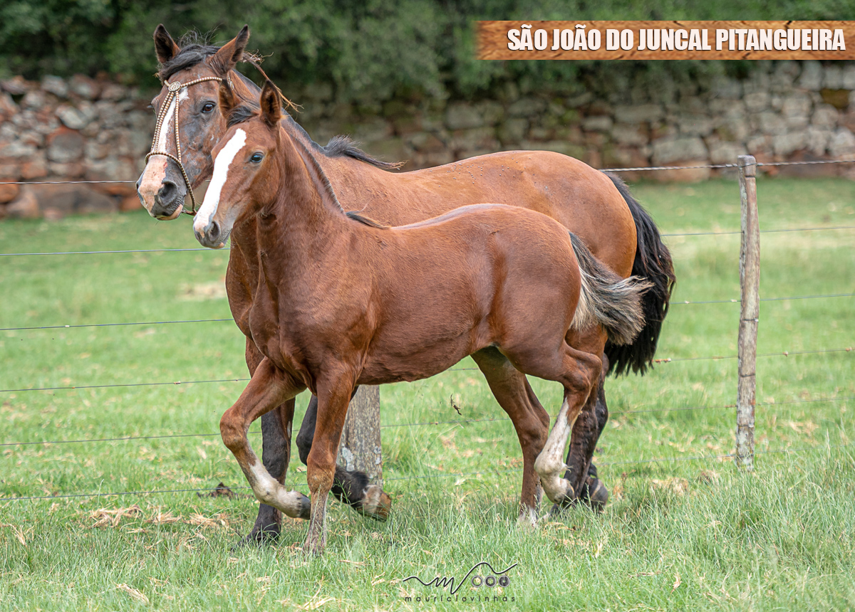 SÃO JOÃO DO JUNCAL PITANGUEIRA