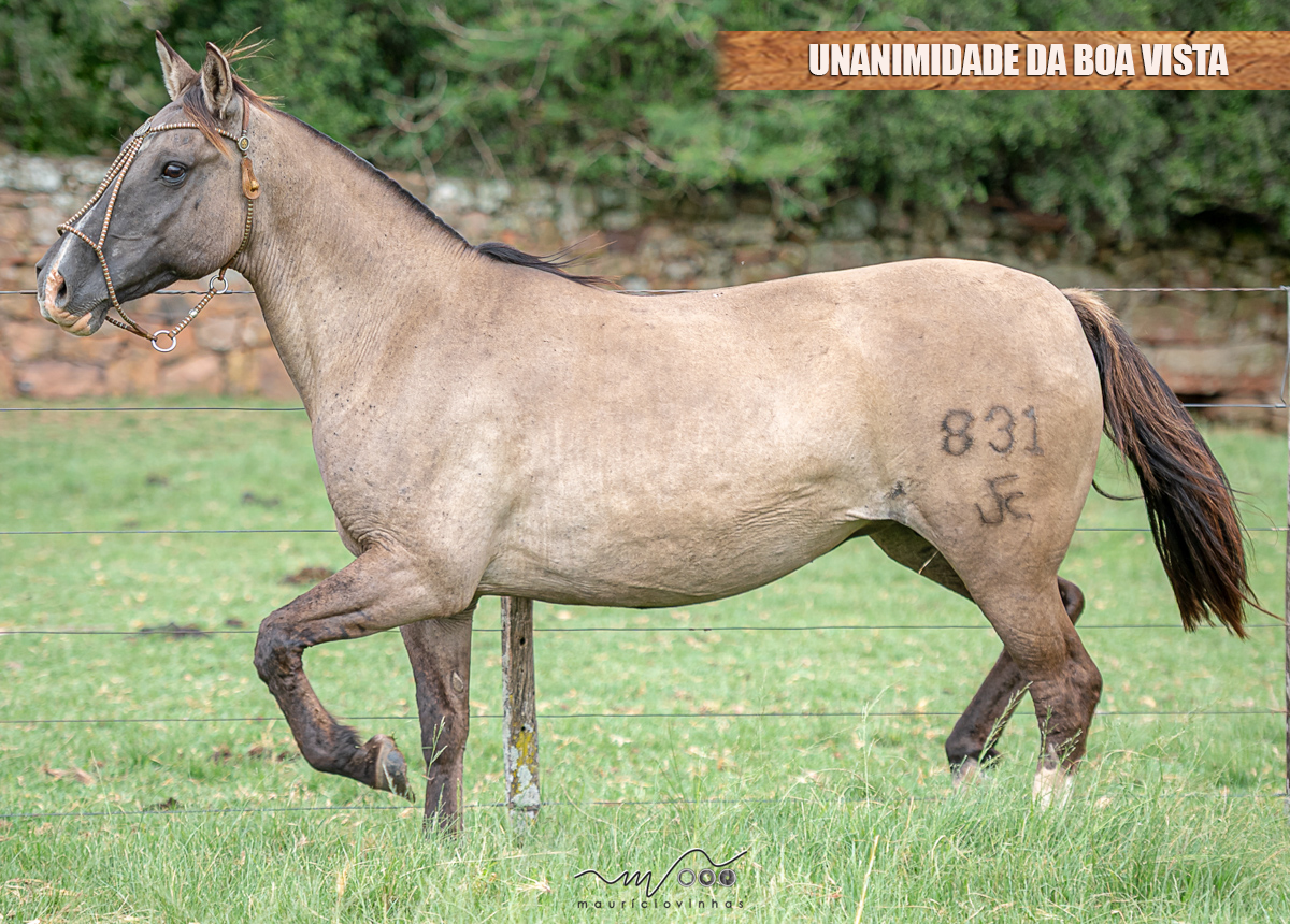 UNANIMIDADE DA BOA VISTA