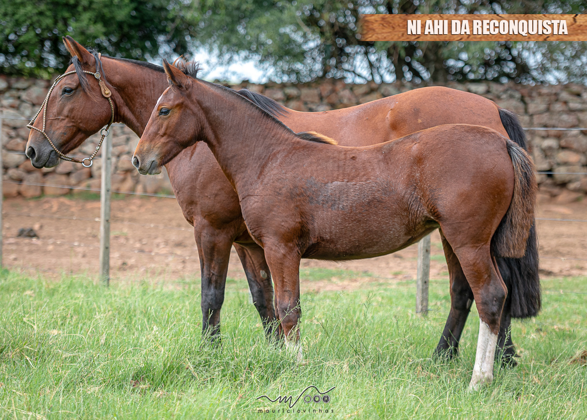 NI AHI DA RECONQUISTA