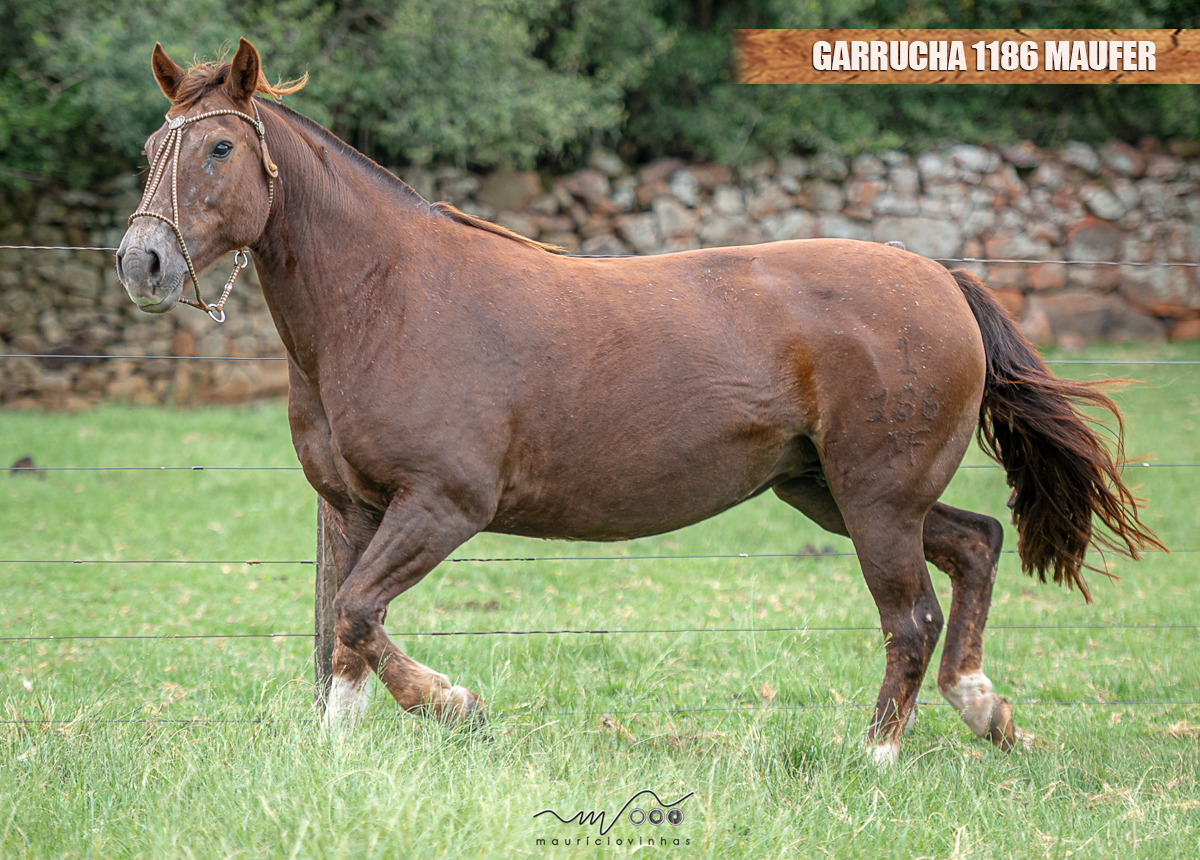 GARRUCHA 1186 MAUFER