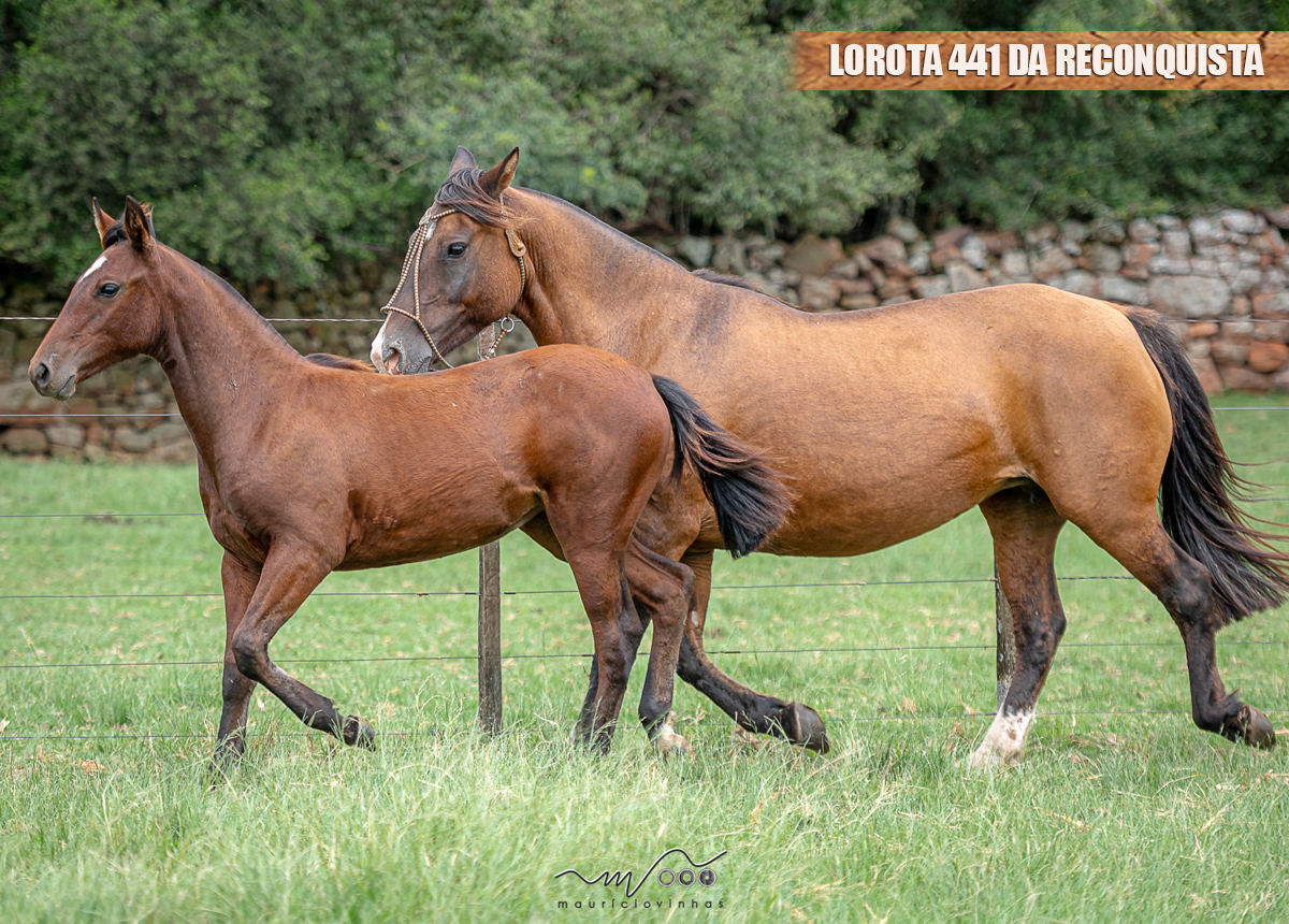 LOROTA 441 DA RECONQUISTA