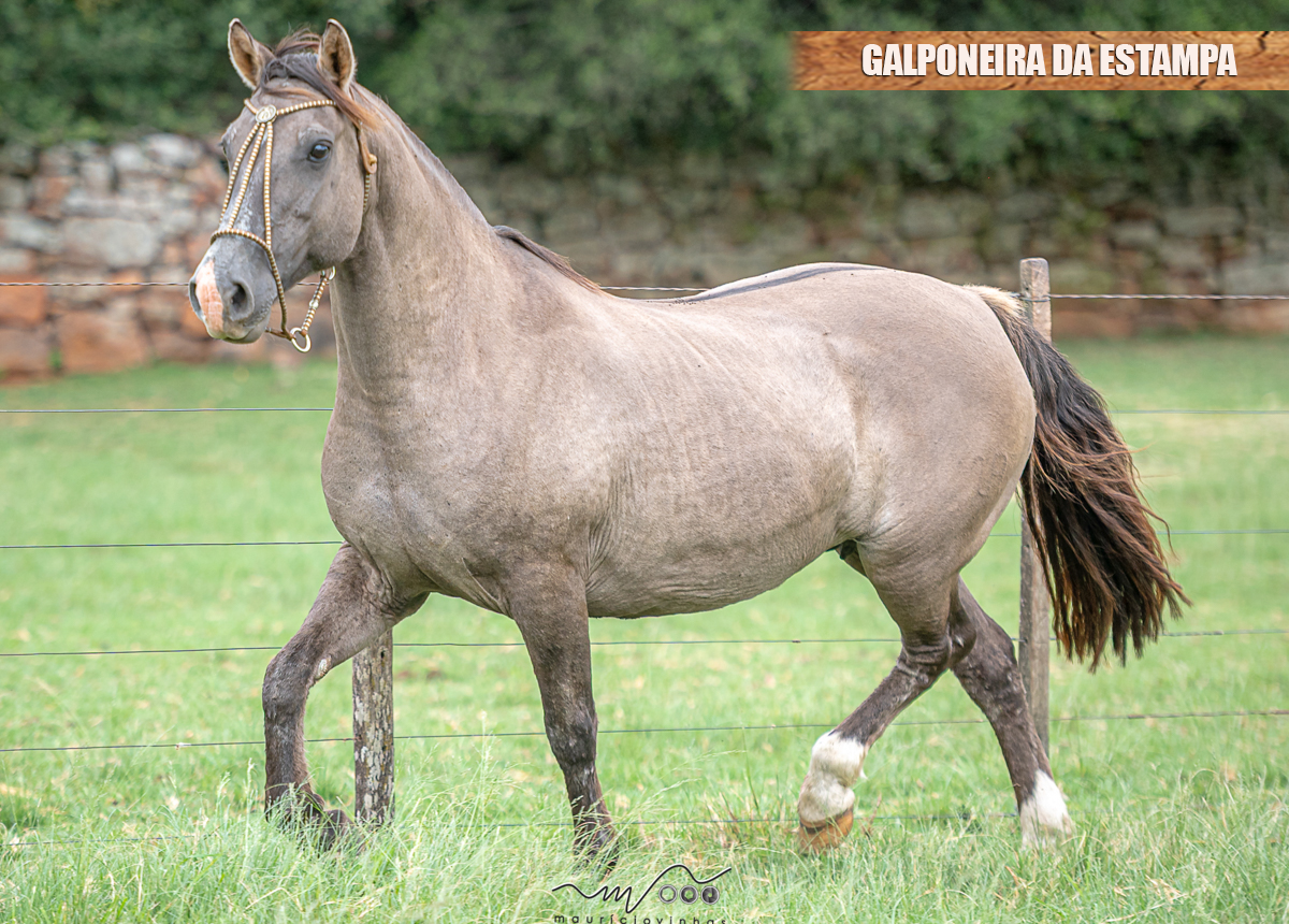 GALPONEIRA DA ESTAMPA